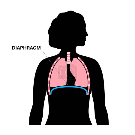 Illustration for Diaphragm anatomical poster. Major muscle of respiration system scheme. Inhalation process in the human body. Female silhouette with chest, trachea, ribs and lungs flat vector medical illustration. - Royalty Free Image