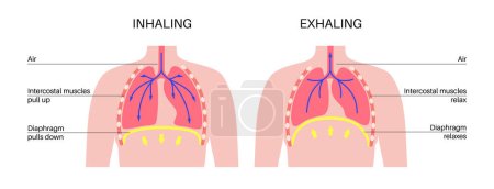 Concepto de proceso respiratorio. Esquema del sistema respiratorio. Cartel anatómico de diafragma. Inhalación en el cuerpo humano. Silueta masculina con pecho, tráquea, costillas y pulmones vector plano ilustración médica.