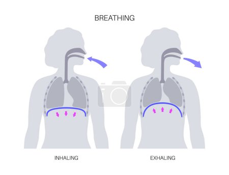Illustration for Breathing process concept. Respiration system scheme. Diaphragm anatomical poster. Inhalation in the human body. Female silhouette with chest, trachea, ribs and lungs flat vector medical illustration. - Royalty Free Image