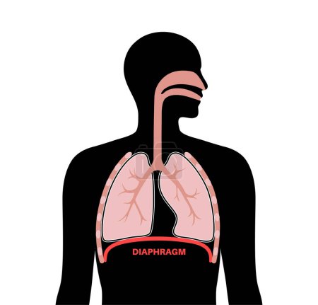 Illustration for Diaphragm anatomical poster. Major muscle of respiration system scheme. Inhalation process in the human body. Male silhouette with chest, trachea, ribs and lungs flat vector medical illustration. - Royalty Free Image