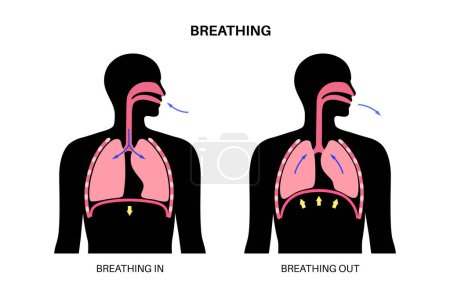 Breathing process concept. Respiration system scheme. Diaphragm anatomical poster. Inhalation in the human body. Male silhouette with chest, trachea, ribs and lungs flat vector medical illustration.