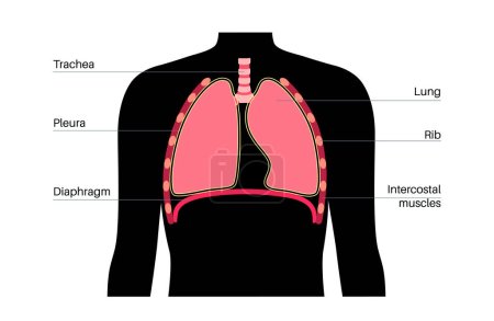 Illustration for Respiratory system medical poster. Internal organs of breathing in male silhouette. Airways, trachea, lungs and blood vessels. Moving oxygen around the human body anatomical flat vector illustration - Royalty Free Image