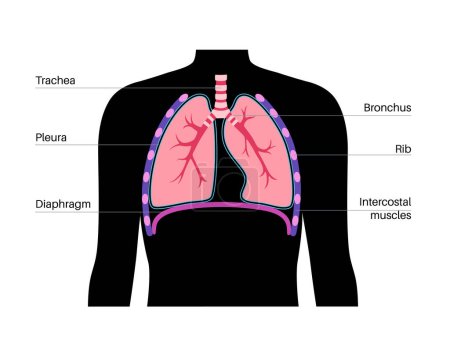 Cartel médico del sistema respiratorio. Órganos internos de respiración en la silueta masculina. Vías respiratorias, tráquea, pulmones y vasos sanguíneos. Movimiento de oxígeno alrededor del cuerpo humano anatómica plana vector ilustración