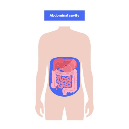 Ilustración de Cartel anatómico de la cavidad abdominal. Espacios en el abdomen humano para órganos internos y vísceras. Hígado, estómago, intestino delgado y grueso en silueta masculina, vector plano ilustración médica - Imagen libre de derechos