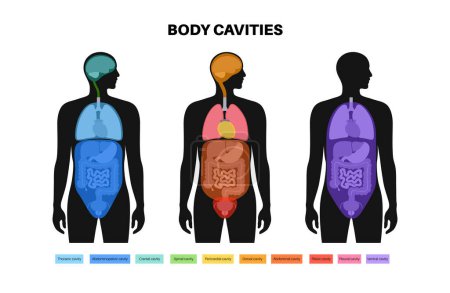 Cartel anatómico de cavidades corporales. Espacios en silueta humana masculina para órganos internos y vísceras. Ventral contiene torácico y abdominopélvico, dorsal con secciones espinal y craneal, vector plano