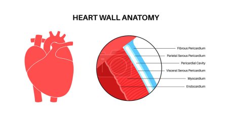 Ilustración de Anatomía de la pared cardíaca. Esquema de endocardio, miocardio y epicardio. Cartel anatómico de cavidad pericárdica, pericardio fibroso y capa parietal. Sistema cardiovascular ilustración médica vector plano. - Imagen libre de derechos