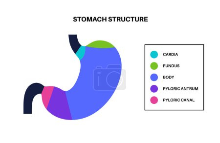Illustration for Stomach structure poster. Upper abdomen sections, fundus, body, antrum and pylorus. Digestive system concept. Gastric diagram, internal organ anatomical isolated flat vector illustration for clinic - Royalty Free Image