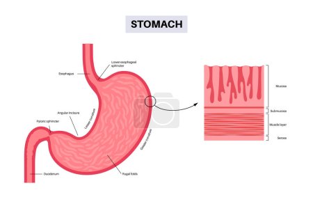 Illustration for Mucous membrane anatomical poster. Stomach wall structure. Soft tissue that lines the canals and organs in the digestive system. Mucosa, submucosa, muscle layer and serosa medical vector illustration. - Royalty Free Image