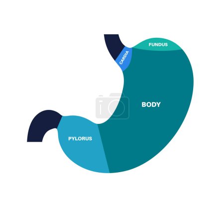 Illustration for Stomach structure poster. Upper abdomen sections, fundus, body, antrum and pylorus. Digestive system concept. Gastric diagram, internal organ anatomical isolated flat vector illustration for clinic - Royalty Free Image