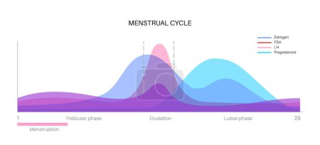Illustration for Menstrual cycle graphic. Hormones in the female body. Estradiol, progesterone, FSH, and LH value in the woman body in follicular phase, ovulation and luteal phase maximum and minimum level flat vector - Royalty Free Image