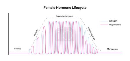 Illustration for Female hormones lifestyle graph. Estrogen end progesterone diagram in the woman body in infancy, puberty, reproductive years, perimenopause and menopause maximum and minimum level flat vector - Royalty Free Image