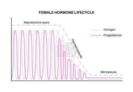 Female hormones lifestyle graph. Estrogen end progesterone diagram in the woman body in reproductive years, perimenopause and menopause maximum and minimum level medical flat vector illustration