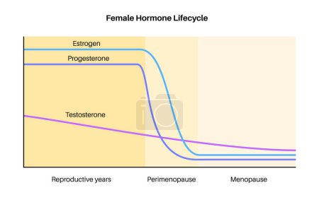 Téléchargez les illustrations : Hormones féminines graphique style de vie. Oestrogène, diagramme de progestérone d'extrémité de testostérone dans le corps de la femme pendant les années de reproduction, périménopause et ménopause vecteur plat médical de niveau maximum et minimum - en licence libre de droit