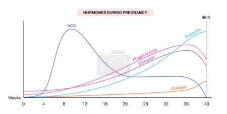 Illustration for Levels of hormones in pregnancy. HCG, prolactin, cortisol estradiol and progesterone in the woman body. Female hormones changes chart from the first weeks to the birth flat vector illustration - Royalty Free Image