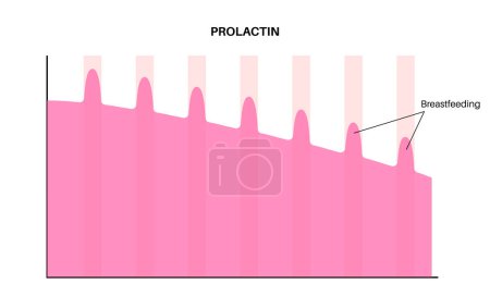 Illustration for Prolactin graphic diagram in the woman body. PRL and lactation during postpartum. Produce of milk in female body infographic chart maximum and minimum values isolated medical flat vector illustration - Royalty Free Image