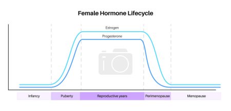 Female hormones lifestyle graph. Estrogen end progesterone diagram in the woman body in infancy, puberty, reproductive years, perimenopause and menopause maximum and minimum level flat vector