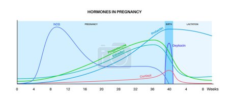 progesterona