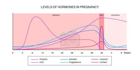 Illustration for Levels of hormones in pregnancy. HCG, prolactin, cortisol estradiol progesterone and oxytocin in the woman body. Female hormones changes chart from the first weeks to the birth and postpartum vector - Royalty Free Image