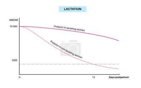 Illustration for Lactation infographics. Prolactin level in the woman body, hormonal changes during postpartum days. Produce of milk in the female body. Infographic chart maximum and minimum values vector illustration - Royalty Free Image
