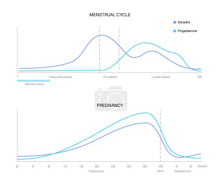 Ilustración de Ciclo menstrual y gráfico del embarazo. Hormonas en el cuerpo femenino. Valor de estradiol y progesterona en el cuerpo de la mujer en fase folicular, ovulación y vector de nivel máximo y mínimo lúteo - Imagen libre de derechos