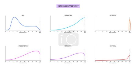 Illustration for Levels of hormones in pregnancy. HCG, prolactin, cortisol estradiol progesterone and oxytocin in the woman body. Female hormones changes chart from the first weeks to the birth and postpartum vector - Royalty Free Image