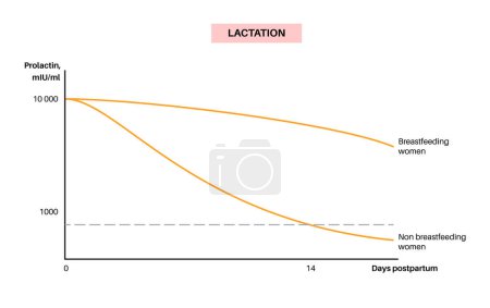 Illustration for Lactation infographics. Prolactin level in the woman body, hormonal changes during postpartum days. Produce of milk in the female body. Infographic chart maximum and minimum values vector illustration - Royalty Free Image