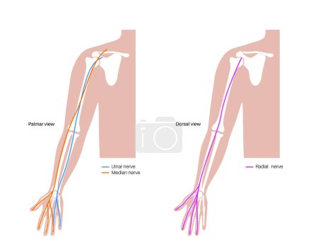 Illustration for Nerves of the hand and wrist. Ulnar, median and radian nerves scheme. Peripheral nervous system infographic, sensory and motor components medical flat vector illustration for clinic or education. - Royalty Free Image