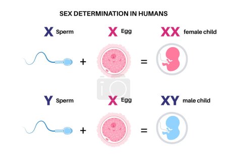 Determinación del sexo en humanos. Desarrollo de las características sexuales. Diagrama infográfico de descendencia masculina y femenina. Gametos de mujer y hombre, esperma y óvulos. Dependencia de cromosomas X e Y vector plano