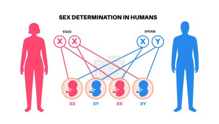 Téléchargez les illustrations : La détermination du sexe chez les humains. Développement des caractéristiques sexuelles. Diagramme infographique masculin et féminin de la progéniture. Gamètes, spermatozoïdes et ovules. Dépendance sur les chromosomes X et Y vecteur plat - en licence libre de droit