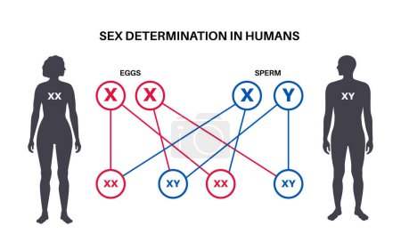 Téléchargez les illustrations : La détermination du sexe chez les humains. Développement des caractéristiques sexuelles. Diagramme infographique masculin et féminin de la progéniture. Gamètes, spermatozoïdes et ovules. Dépendance sur les chromosomes X et Y vecteur plat - en licence libre de droit