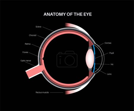 Téléchargez les illustrations : Affiche d'anatomie oculaire. Structure de l'œil humain sur fond noir. Extérieur, rétine et sclérose. Choroïde pigmenté, première lentille et iris. Muscles extracoculaires et nerf optique, illustration vectorielle 3D - en licence libre de droit