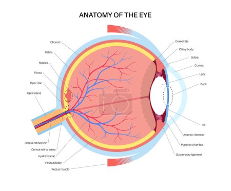Illustration for Eye anatomy poster. Structure of the human eye infographic. Outermost, retina and sclera. Pigmented choroid, first lens and iris. Extraocular muscles, blood vessels and optic nerve medical flat vector - Royalty Free Image