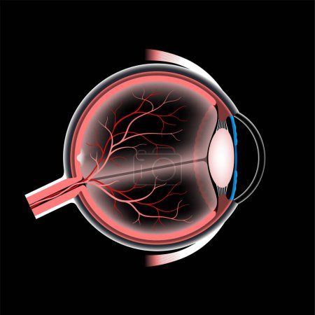 Téléchargez les illustrations : Affiche d'anatomie oculaire. Structure de l'œil humain. Extérieur, rétine et sclérose. Choroïde pigmenté, corps vitré et iris. Vaisseaux sanguins et nerf optique, illustration vectorielle médicale réaliste 3D - en licence libre de droit