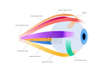 Anatomie der Augenmuskeln. Struktur des menschlichen Auges Infografik. Kontrolle der Bewegungen des Augapfels und des überlegenen Augenlids. Iris, äußerste Netzhaut und Sklera medizinische Darstellung des flachen Vektors