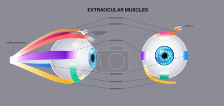 Illustrazione per Anatomia muscolare extraoculare. Struttura dell'infografica dell'occhio umano. controllare i movimenti del bulbo oculare e della palpebra superiore. Illustrazione vettoriale piatta medica di Iris, ultraperiferica, retina e sclera - Immagini Royalty Free