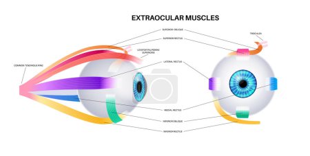 Téléchargez les illustrations : Anatomie des muscles extracoculaires. Structure de l'infographie de l'œil humain. contrôler les mouvements du globe oculaire et de la paupière supérieure. Illustration vectorielle plate médicale Iris, ultrapériphérique, rétine et sclérose - en licence libre de droit