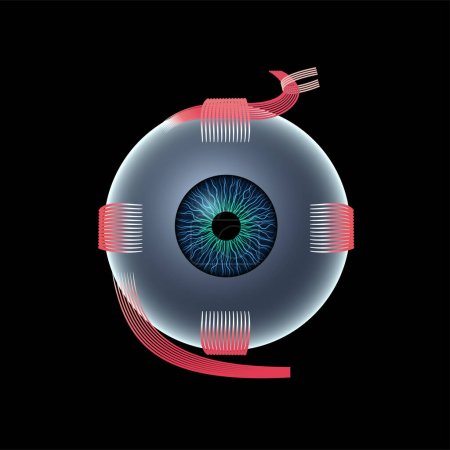 Illustration for Extraocular muscles anatomy. Structure of the human eye infographic. control the movements of the eyeball and the superior eyelid. Iris, outermost, retina and sclera medical flat vector illustration - Royalty Free Image