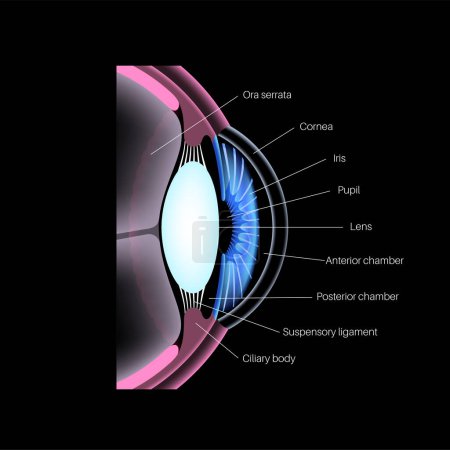 Téléchargez les illustrations : Affiche d'anatomie oculaire. Structure de l'œil humain sur fond noir. Extérieur, rétine et sclérose. Choroïde pigmenté, première lentille et iris. Muscles extracoculaires et nerf optique, illustration vectorielle 3D - en licence libre de droit