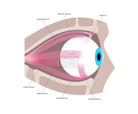 Illustration for Extraocular muscles anatomy in the human skull. Structure of the eye infographic. control the movements of the eyeball and the superior eyelid. Iris, outermost, retina and sclera medical flat vector - Royalty Free Image