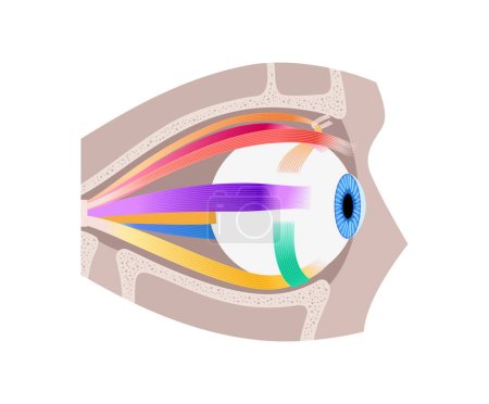Illustration for Extraocular muscles anatomy in the human skull. Structure of the eye infographic. control the movements of the eyeball and the superior eyelid. Iris, outermost, retina and sclera medical flat vector - Royalty Free Image