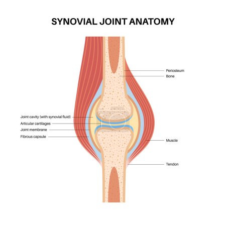 Illustration for Synovial joint anatomy. Movements between the adjacent bones. Articular capsule and joint cavity filled with synovial fluid. Ligaments and cartilage in the human body flat vector medical illustration - Royalty Free Image