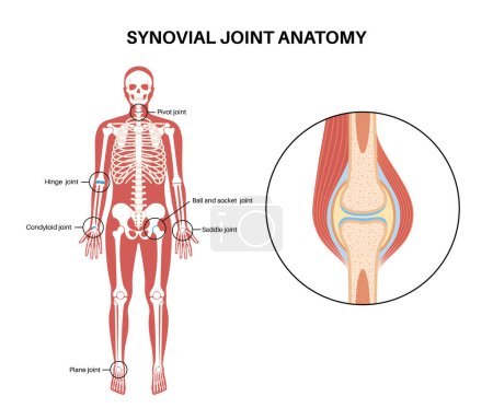 Illustration for Synovial joint anatomy. Movements between the adjacent bones. Articular capsule and joint cavity filled with synovial fluid. Ligaments and cartilage in the human body, skeleton vector illustration - Royalty Free Image