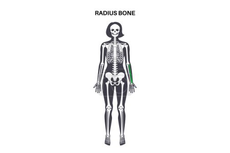 Illustration for Radius bone anatomy. Forearm in human skeletal system diagram. Skeleton in female silhouette. Bones, cartilage and joints in woman body, x ray shoulders, elbows, pelvis medical vector illustration. - Royalty Free Image