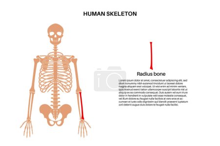 Radius bone anatomy. Forearm in human skeletal system diagram. Skeleton in male silhouette. Bones, cartilage and joints in man body, x ray shoulders, elbows and pelvis medical vector illustration