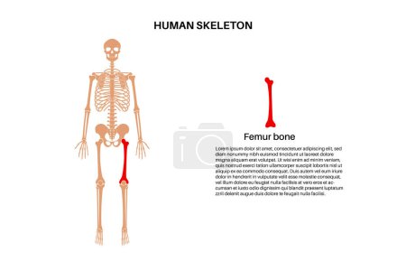 Illustration for Femur bone anatomy. Thigh in human skeletal system diagram. Skeleton in male silhouette. Bones, cartilage and joints in man body, x ray backbone, hip, knee and pelvis medical vector illustration - Royalty Free Image