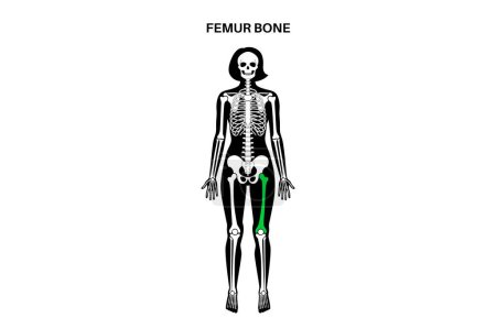 Anatomía del hueso del fémur. Muslo en el diagrama del sistema esquelético humano. Esqueleto en silueta femenina. Huesos, cartílago y articulaciones en el cuerpo de la mujer, columna vertebral de rayos X, cadera, rodilla y pelvis ilustración vector médico