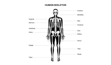 Cartel médico del sistema esquelético. Esqueleto diagrama de anatomía. Cuerpo humano en silueta masculina. Huesos, cartílago y articulaciones. Ilustración de rayos X, cráneo, brazos, rodilla y pie vector médico ilustración
