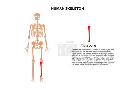 Ilustración de Anatomía ósea de Tibia. Tibia en el diagrama del sistema esquelético humano. Esqueleto en silueta masculina. Huesos, cartílago y articulaciones en el cuerpo, columna vertebral de rayos X, espinilla, rodilla y pelvis ilustración vector médico - Imagen libre de derechos