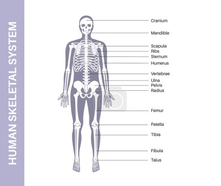 Illustration for Skeletal system medical poster. Skeleton anatomy diagram. Human body in male silhouette. Bones, cartilage and joints. Illustration of X ray, arms, elbows, legs and pelvis medical vector illustration - Royalty Free Image