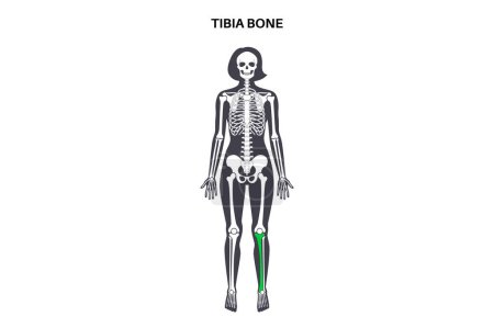 Illustration for Tibia bone anatomy. Shinbone in human skeletal system diagram. Skeleton in female silhouette. Bones, cartilage and joints in body, xray backbone, shankbone, knee and pelvis medical vector illustration - Royalty Free Image